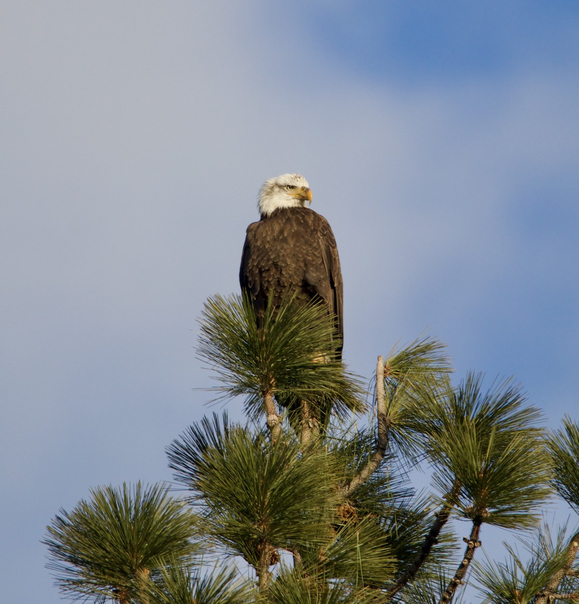 Bald Eagle - ML617052142