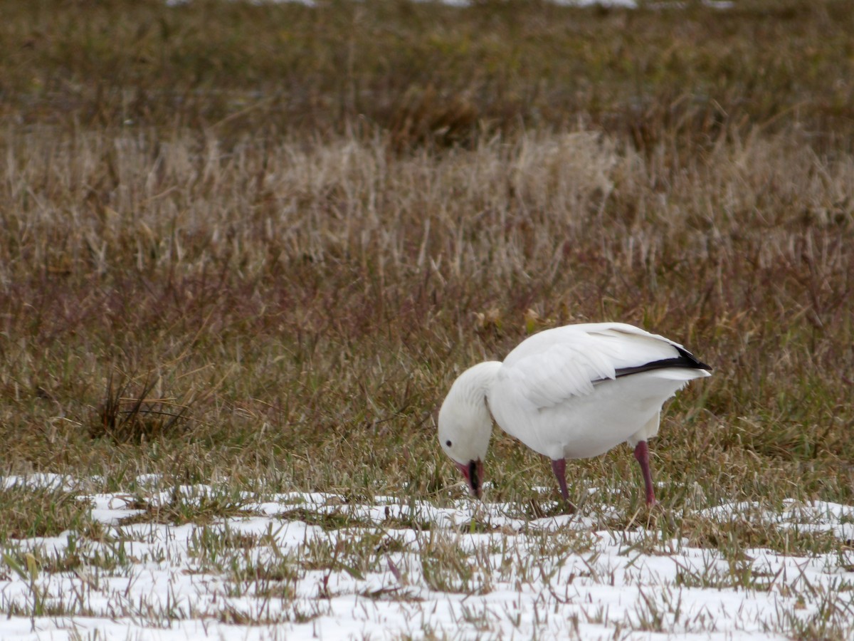 Snow Goose - ML617052143