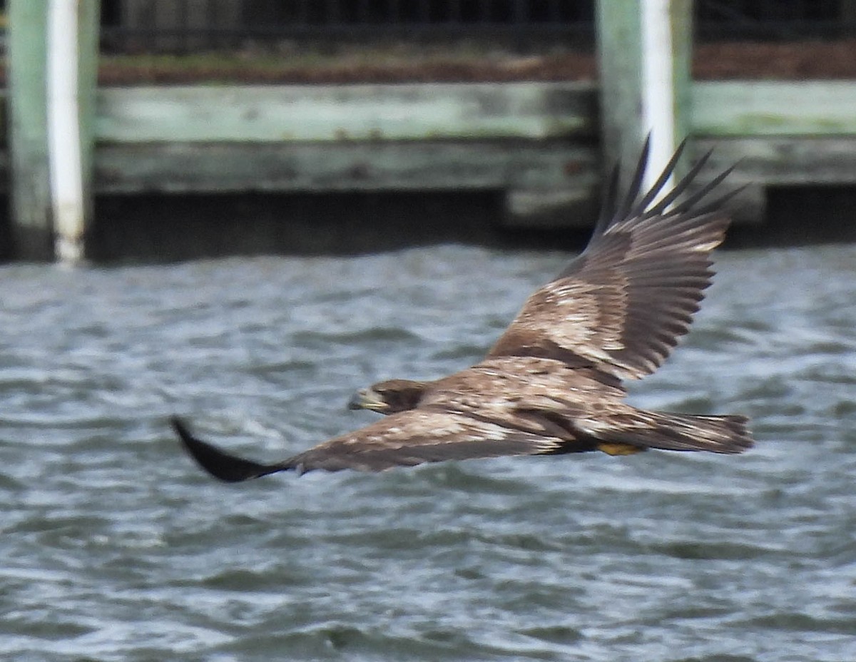 Bald Eagle - ML617052152