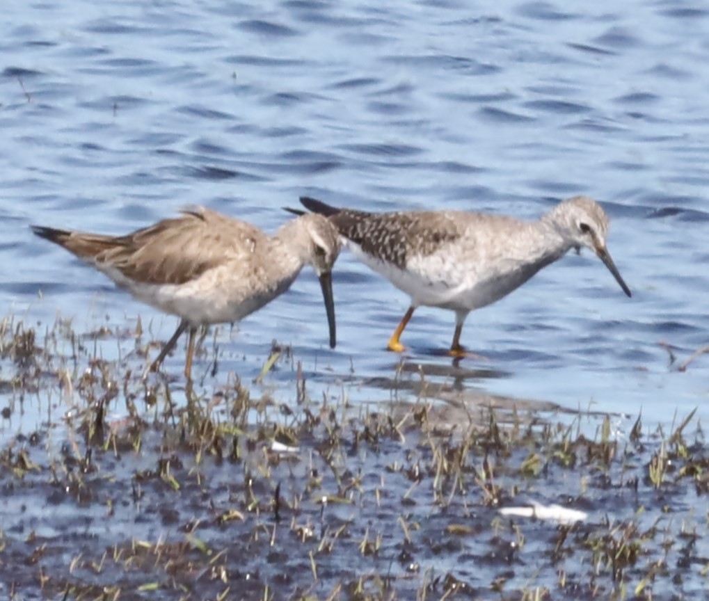 Bindenstrandläufer - ML617052213