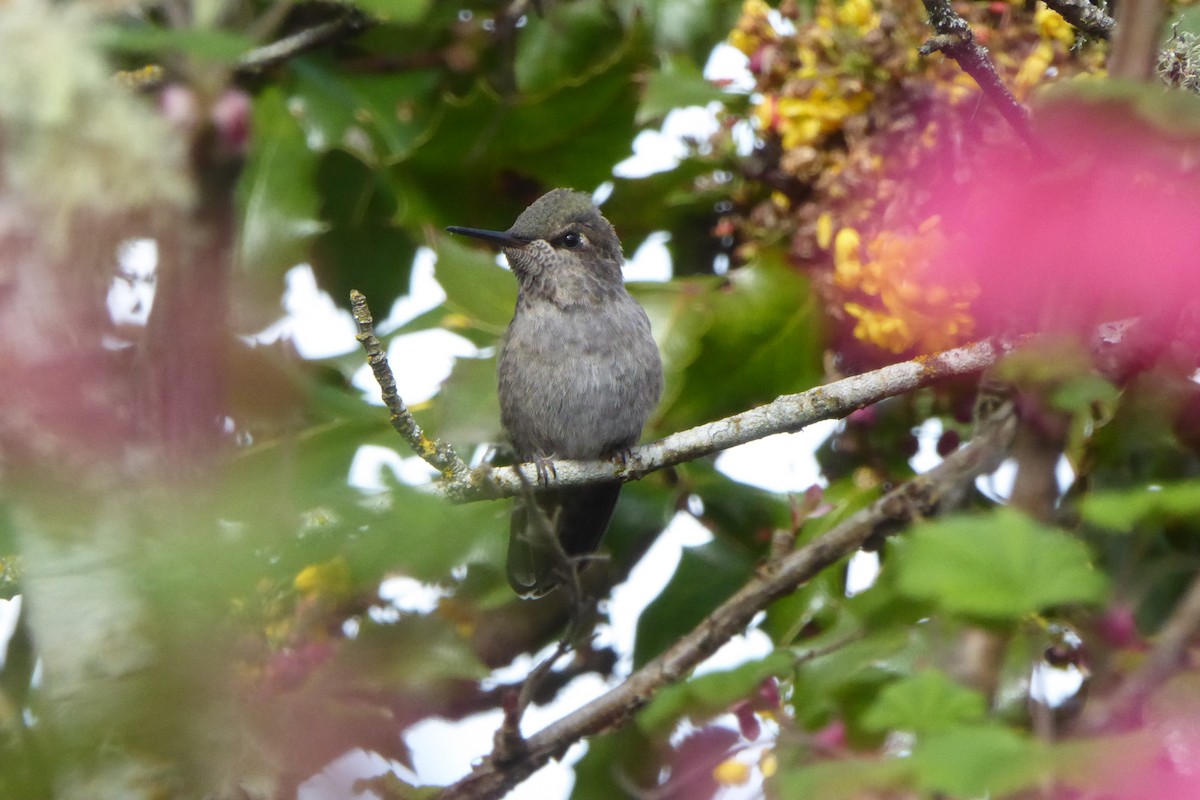 Anna's Hummingbird - ML617052243