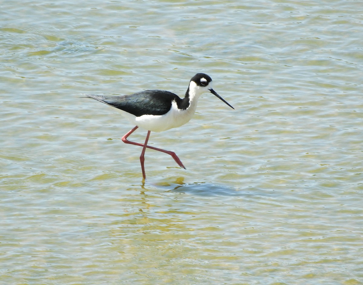 Black-necked Stilt - ML617052272