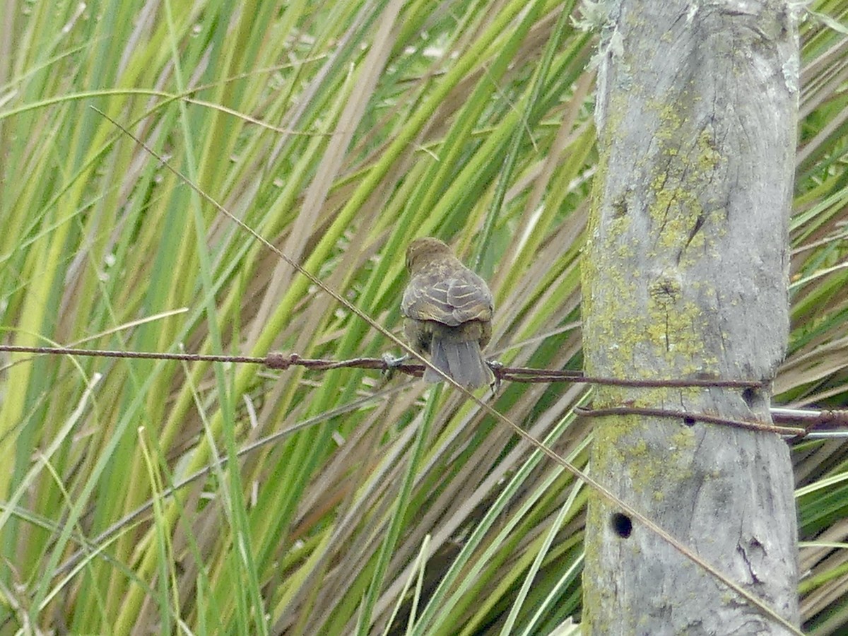 Chestnut-capped Blackbird - ML617052290