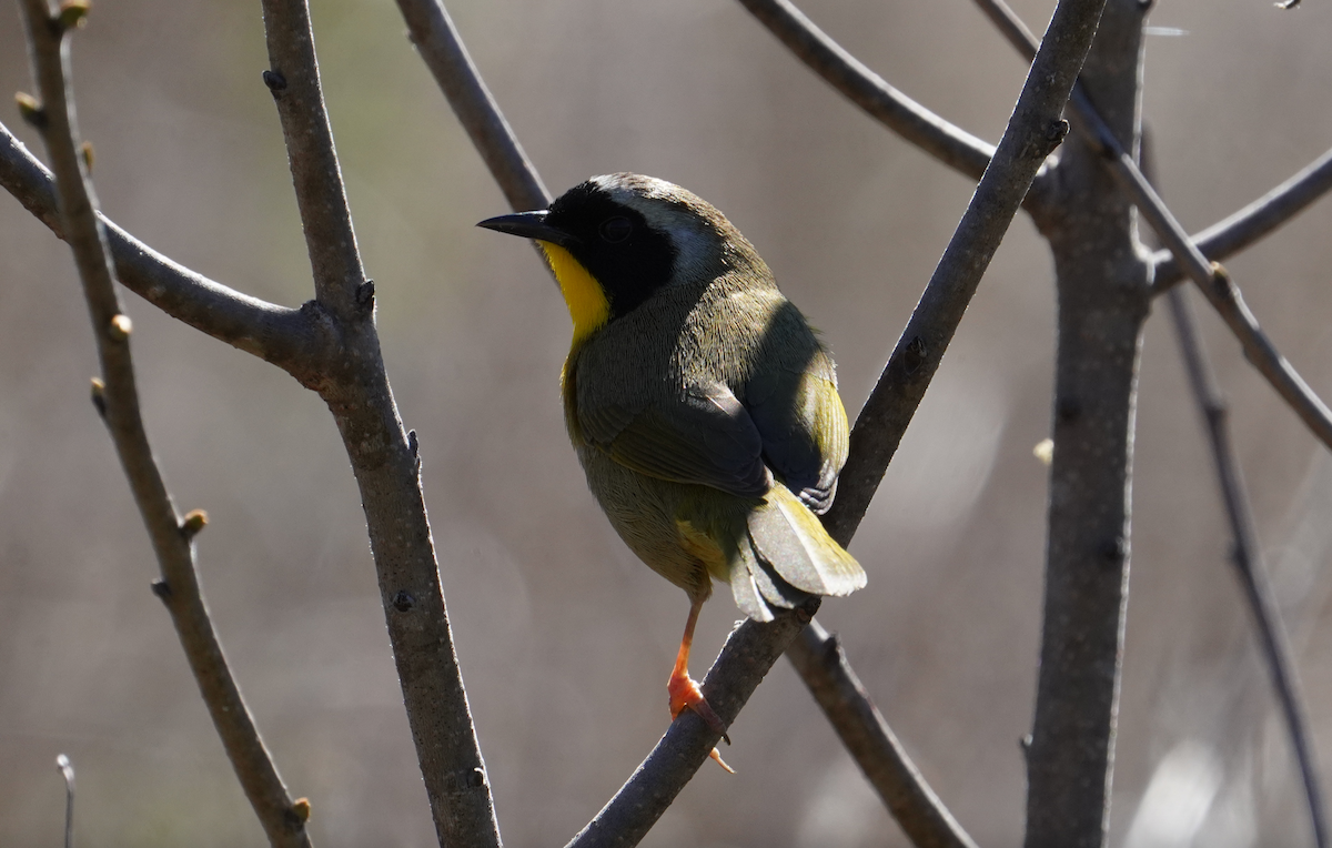 Common Yellowthroat - ML617052300