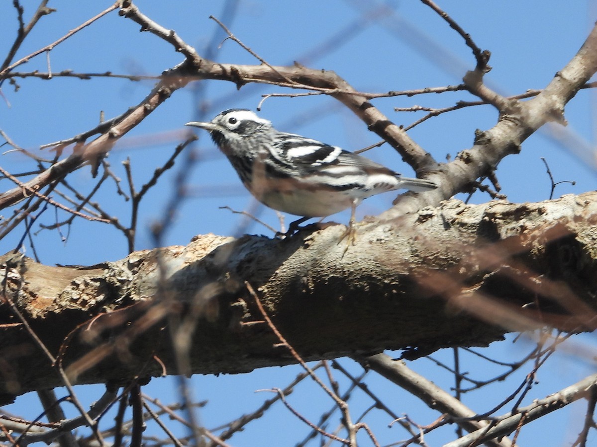 Black-and-white Warbler - ML617052405