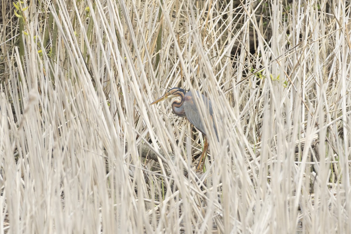 Purple Heron - ML617052412