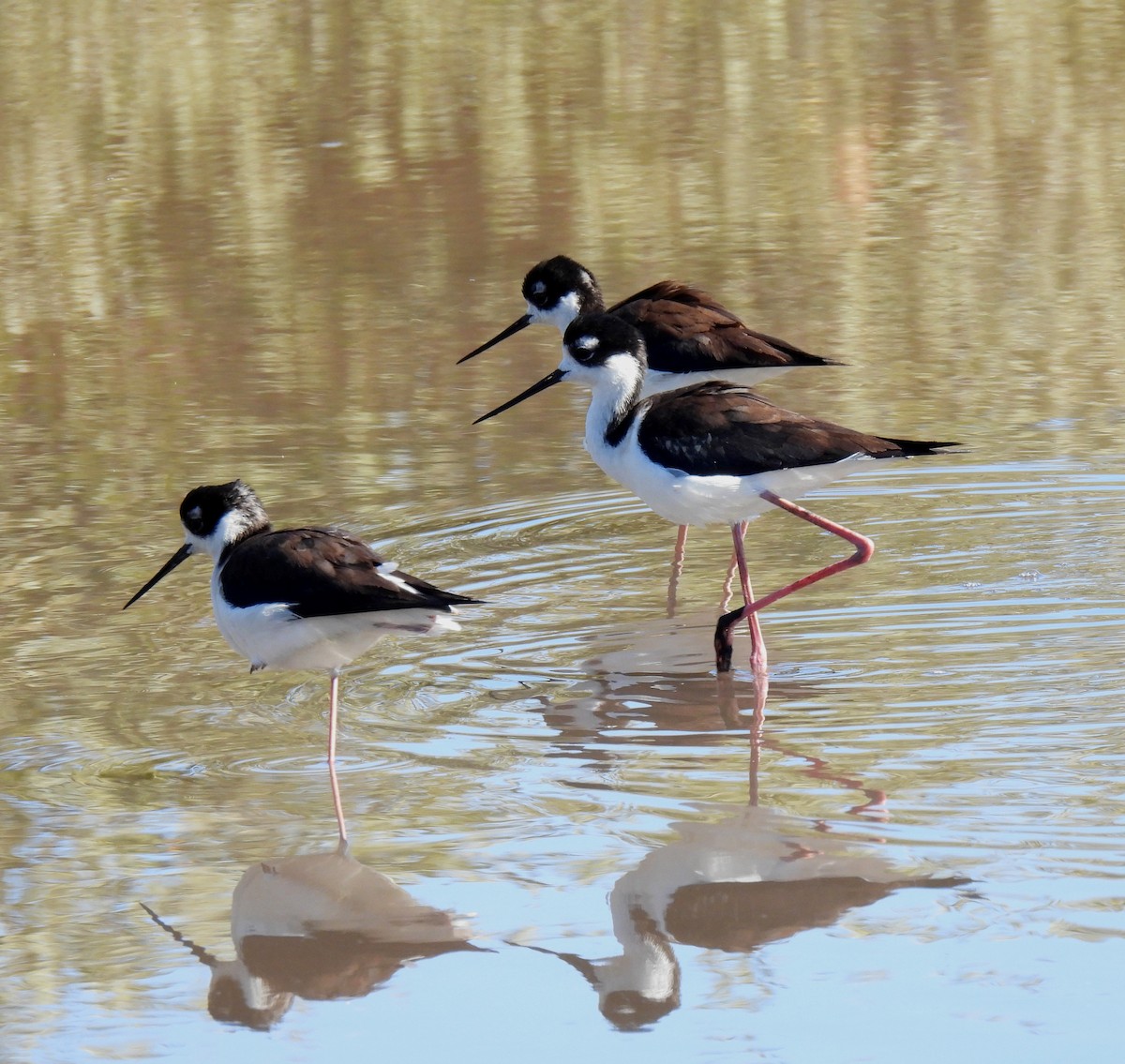 Black-necked Stilt - ML617052417