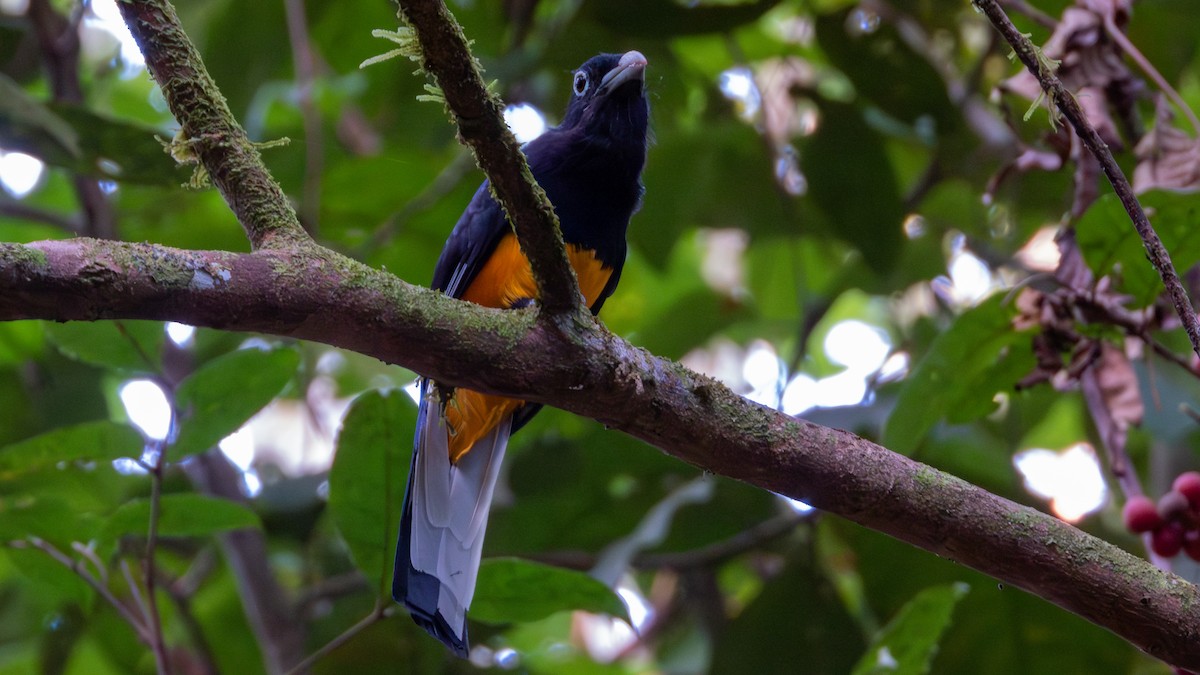 White-tailed Trogon - Pranjal Gupta