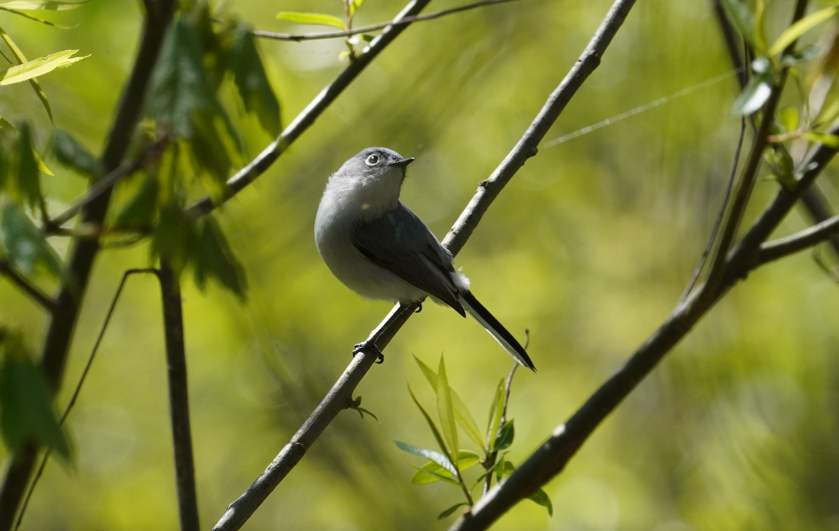 Blue-gray Gnatcatcher - ML617052498