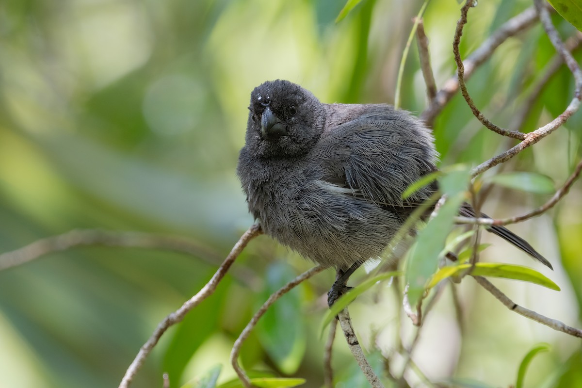 Grand Cayman Bullfinch - ML617052533