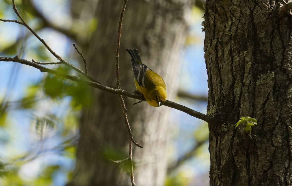 Pine Warbler - ML617052551