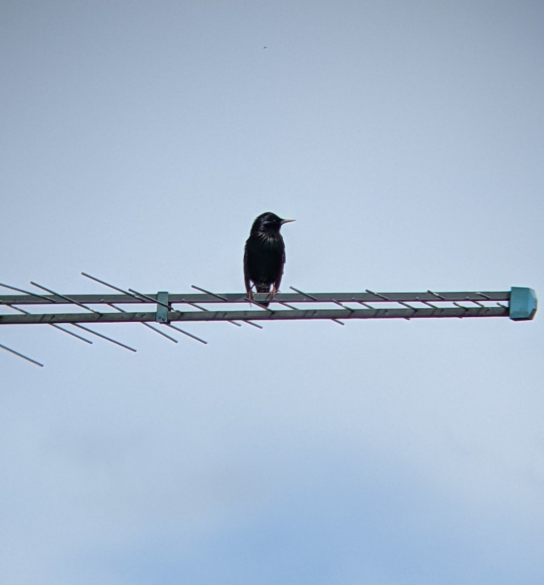 European Starling - ML617052592