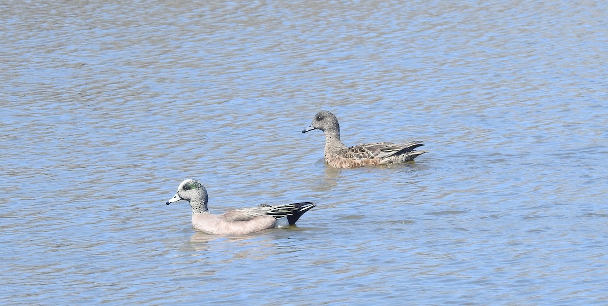 American Wigeon - Richard Guthrie