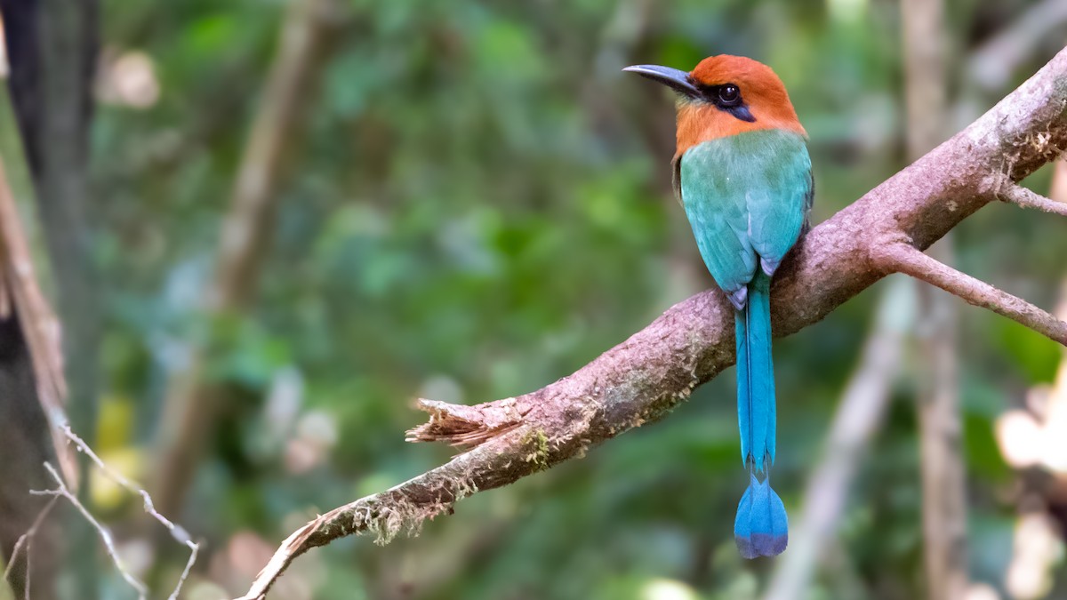 Broad-billed Motmot - ML617052620