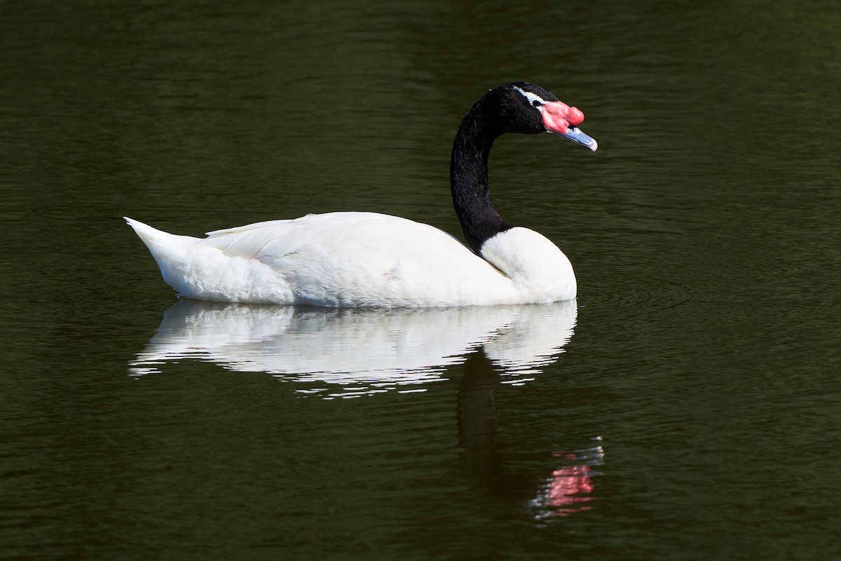 Black-necked Swan - Leonardo Guinez