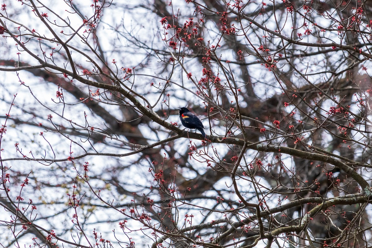 Red-winged Blackbird - ML617052694