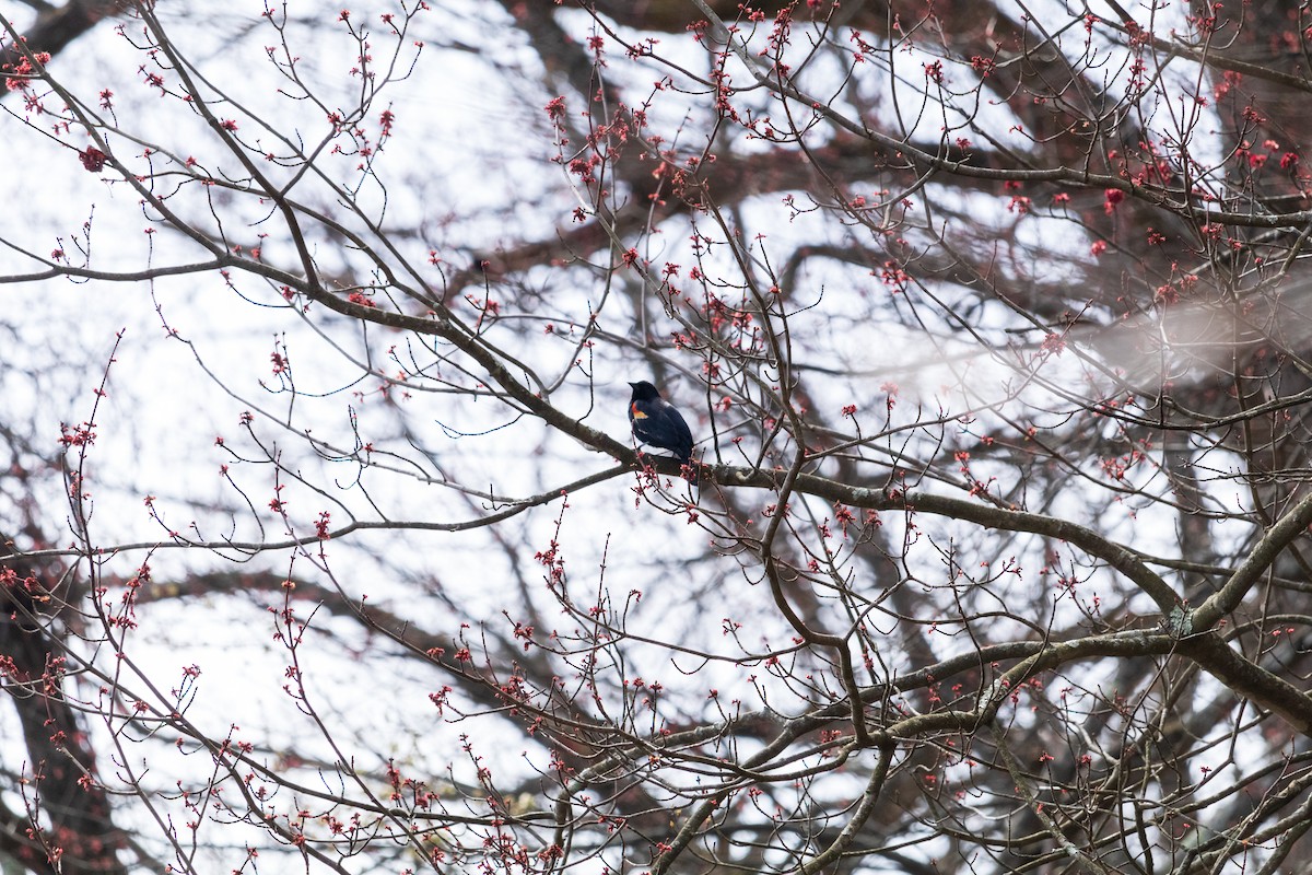 Red-winged Blackbird - ML617052695