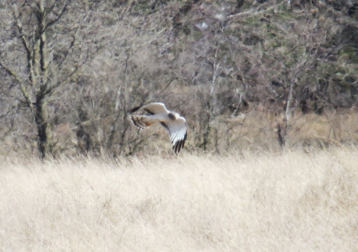 Northern Harrier - ML617052696