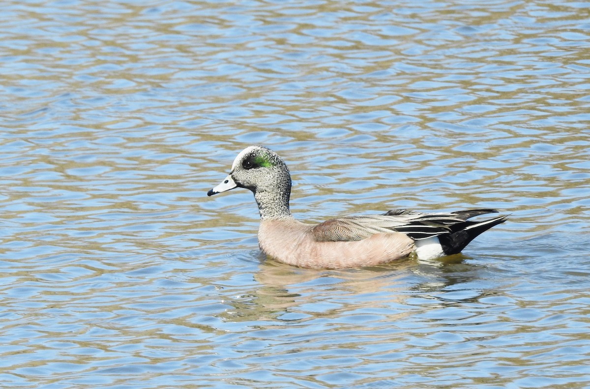 American Wigeon - ML617052705