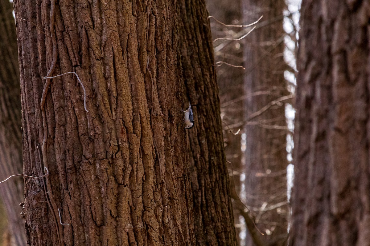 White-breasted Nuthatch - ML617052706