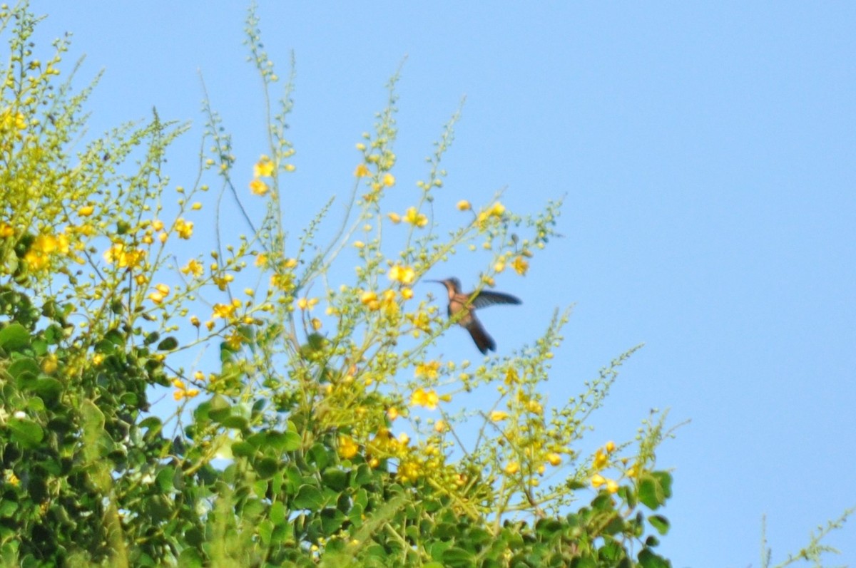 kolibřík ryšavý - ML617052763