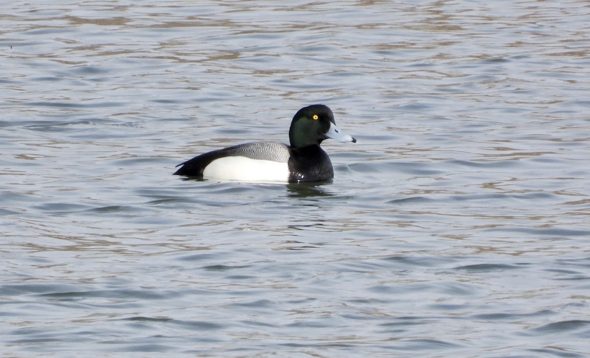 Greater Scaup - ML617052817