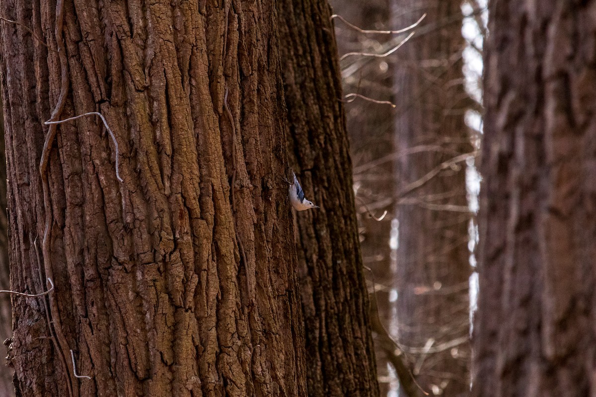 White-breasted Nuthatch - ML617052824