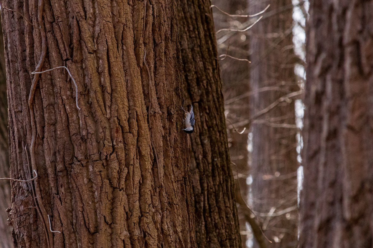 White-breasted Nuthatch - ML617052825