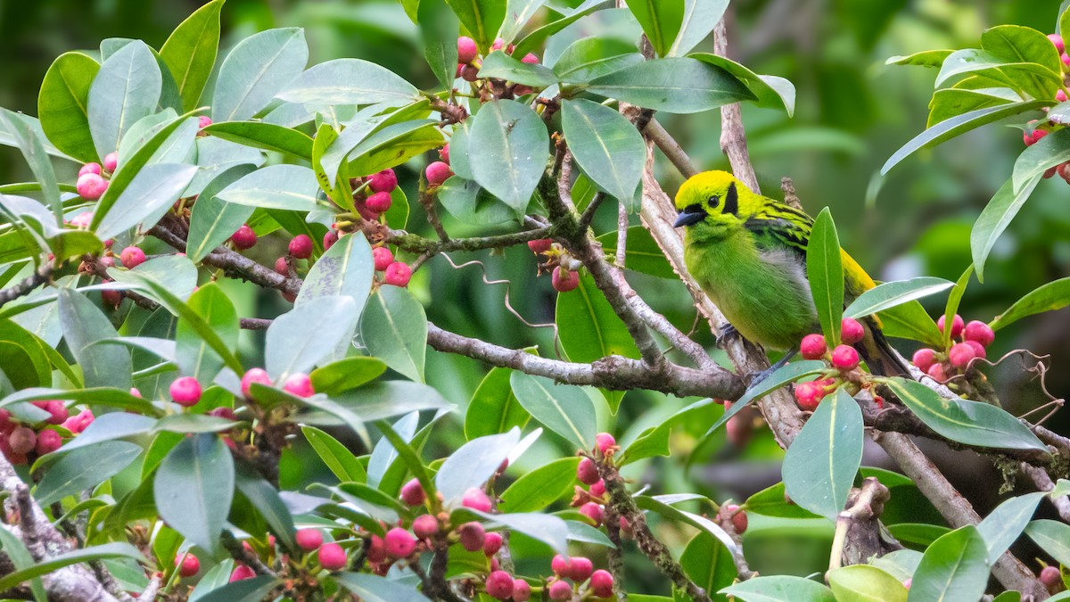 Emerald Tanager - Pranjal Gupta