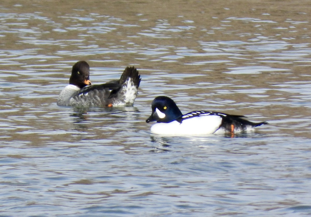 Barrow's Goldeneye - ML617052863