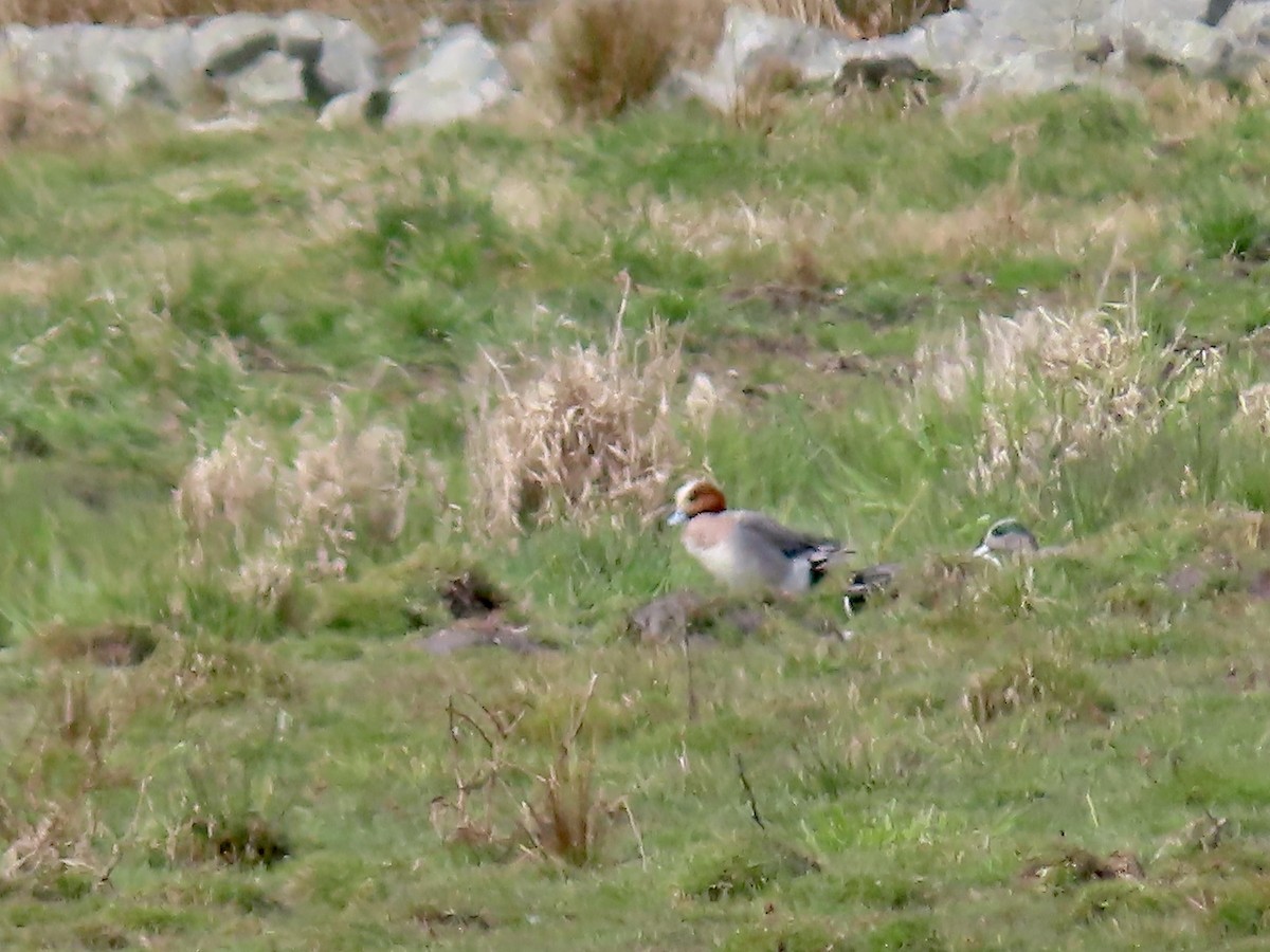 Eurasian Wigeon - ML617052868