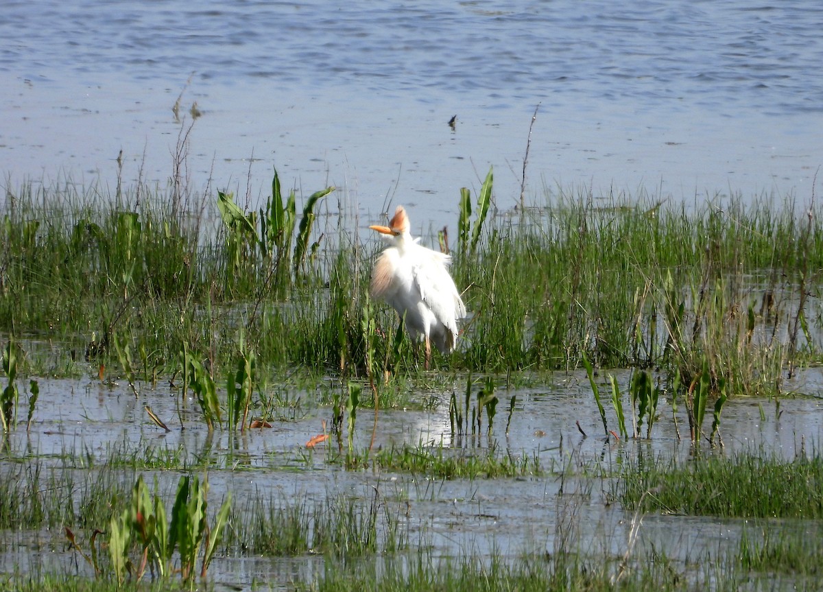 Western Cattle Egret - Liča Lozica