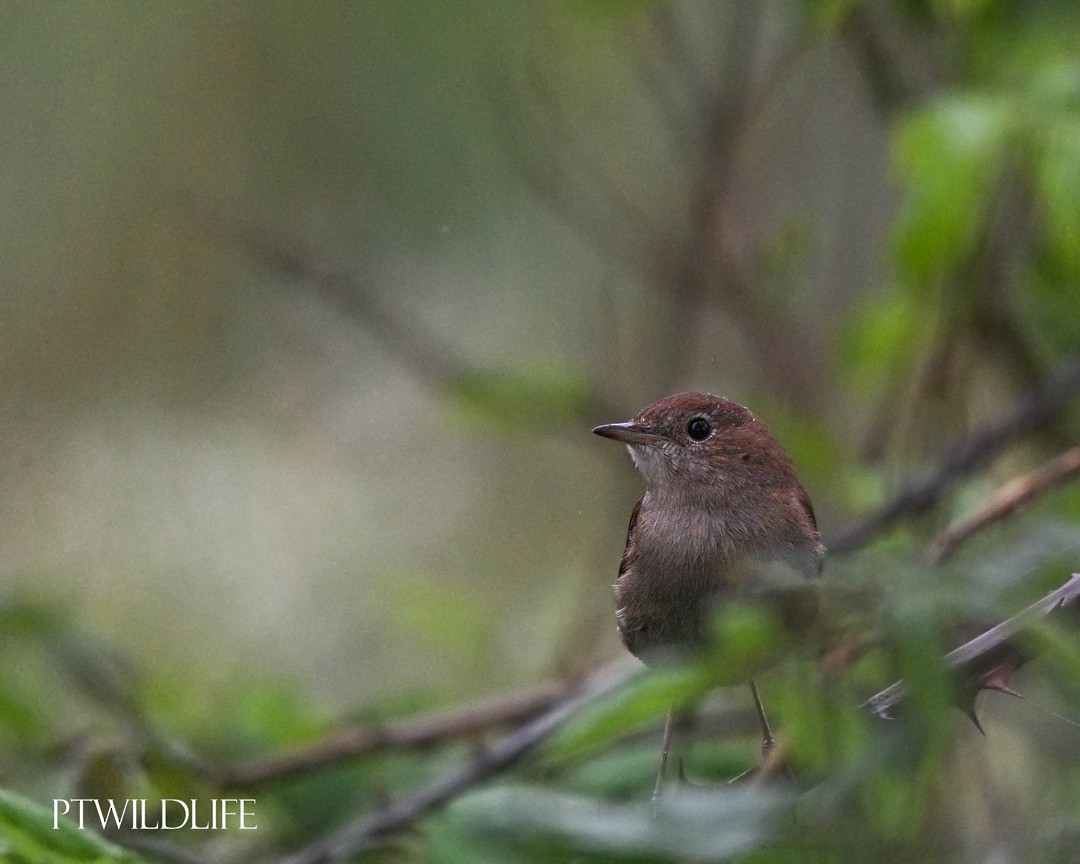 Common Nightingale - ML617052990