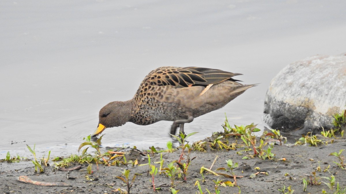 Yellow-billed Teal - ML617052994