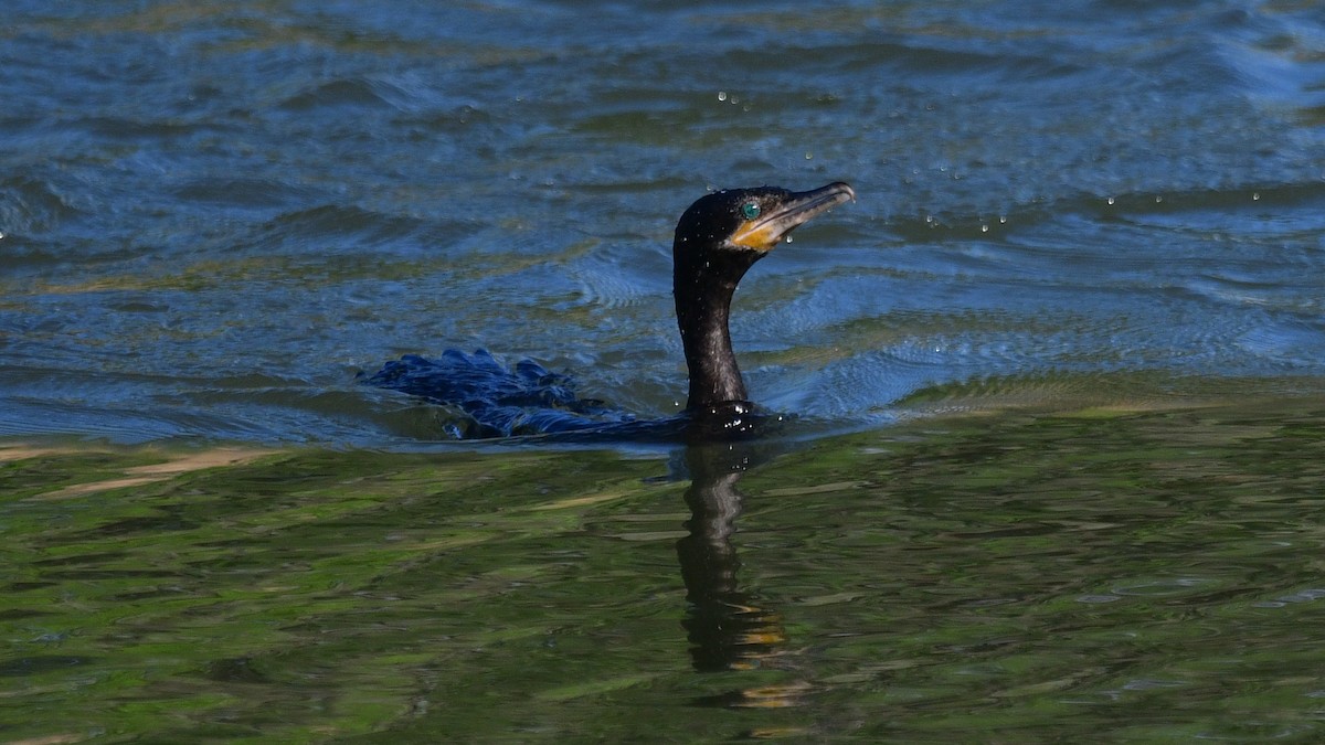 Neotropic Cormorant - Carl Winstead