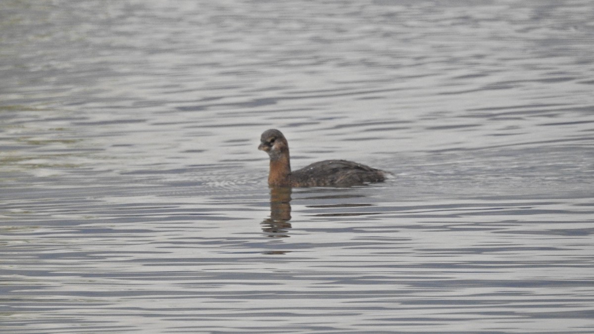 Pied-billed Grebe - ML617053026