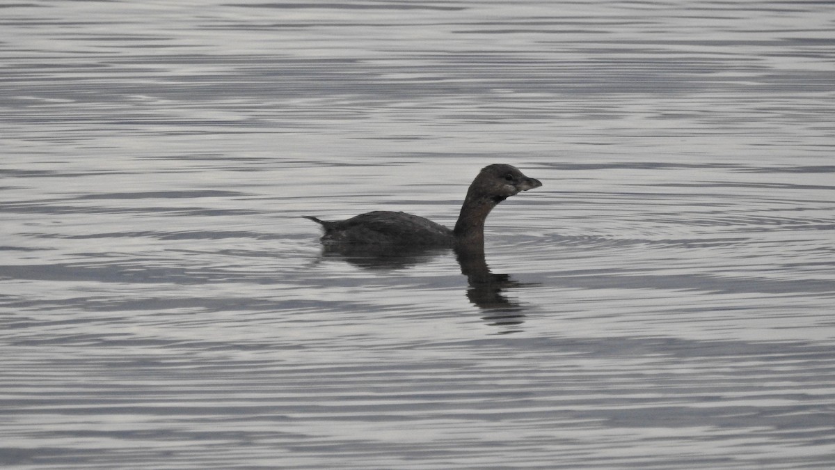 Pied-billed Grebe - Cristian Bravo