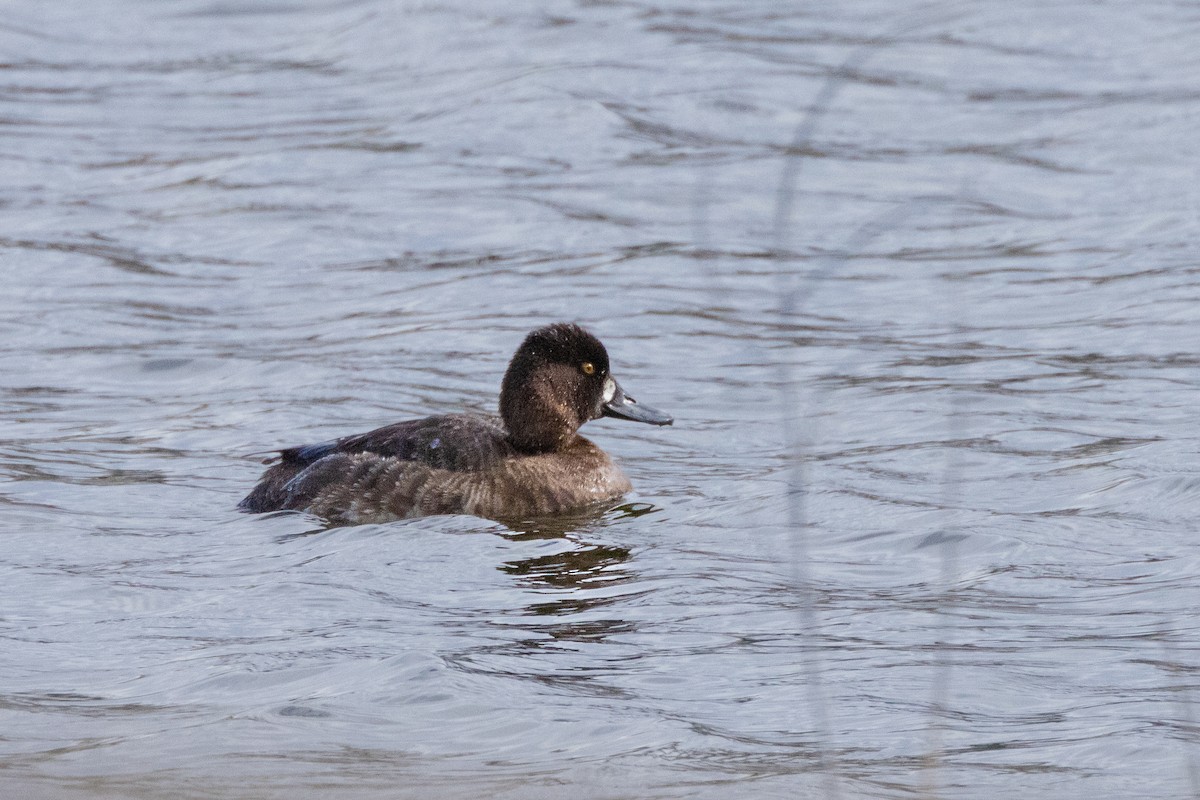 Lesser Scaup - Anonymous