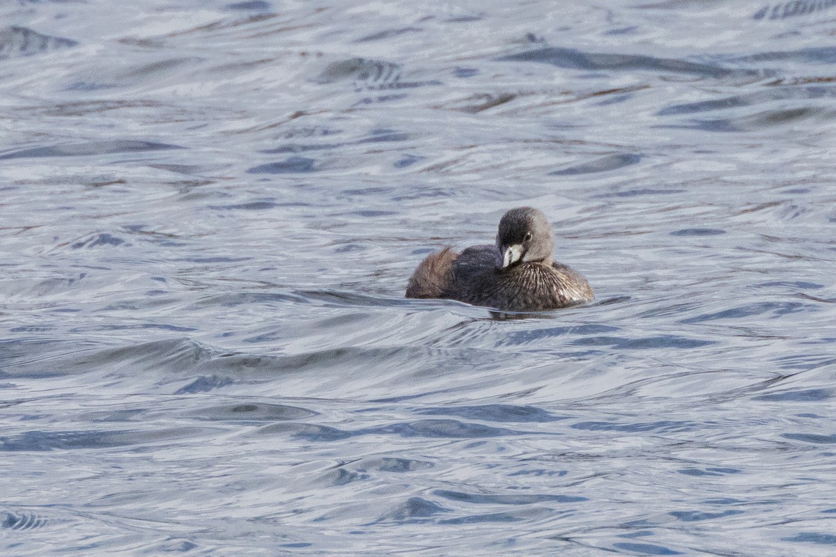 Pied-billed Grebe - Anonymous