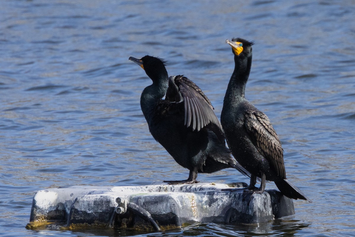 Double-crested Cormorant - Anonymous