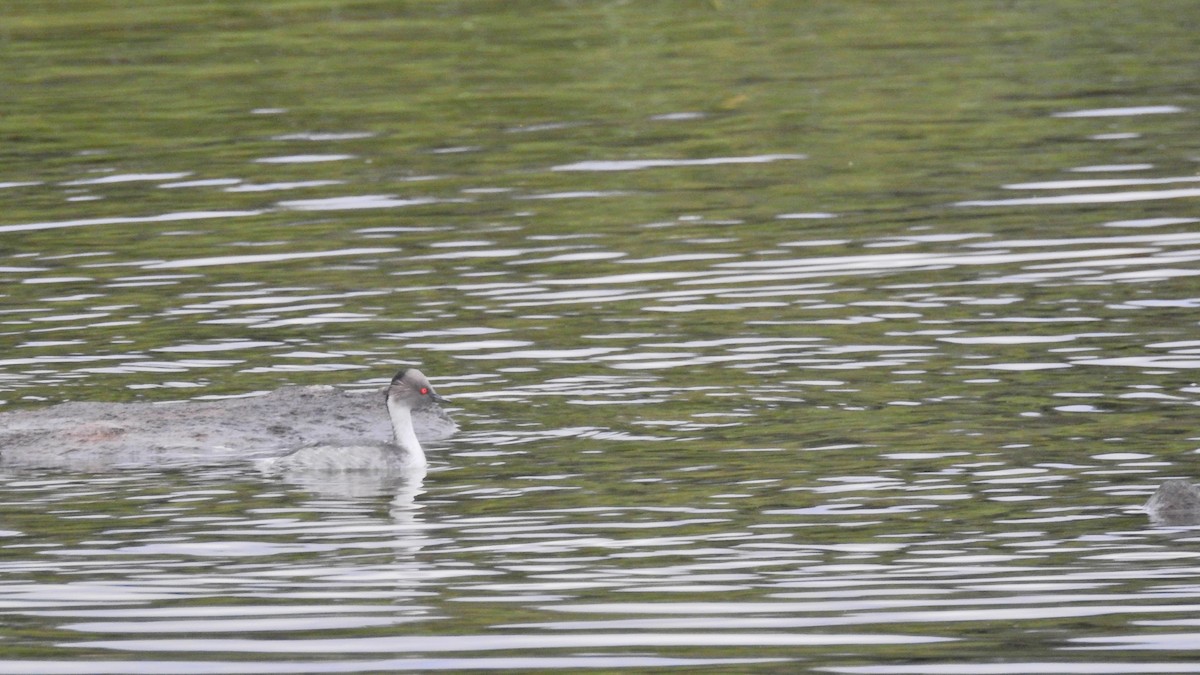 Silvery Grebe - ML617053055