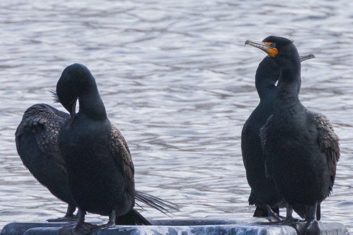 Double-crested Cormorant - ML617053062