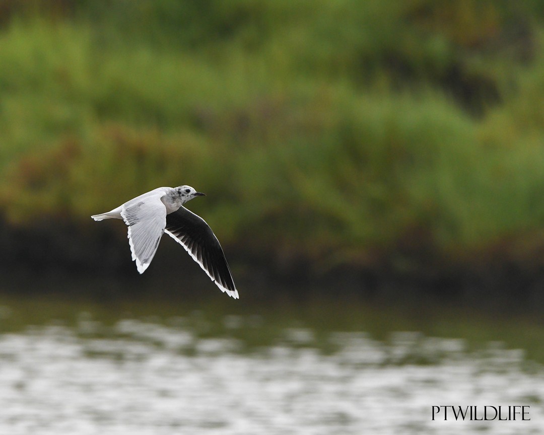 Little Gull - ML617053079