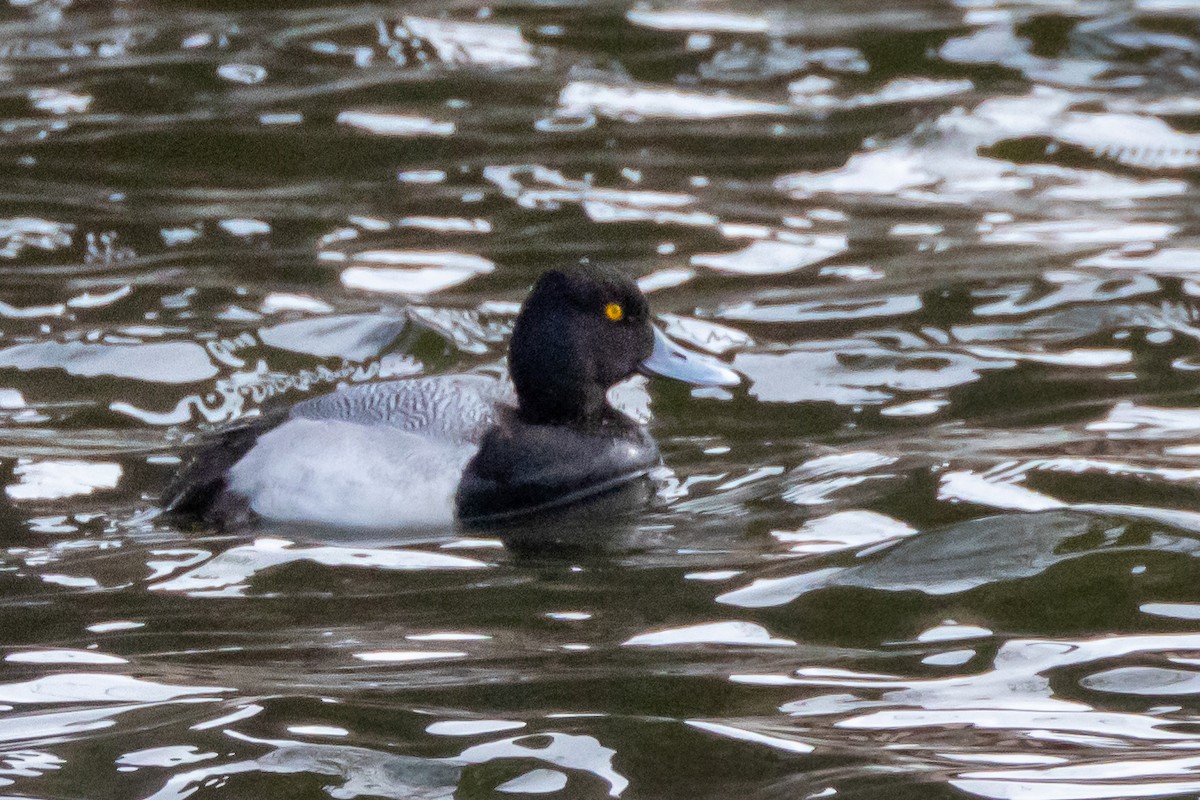 Lesser Scaup - ML617053087