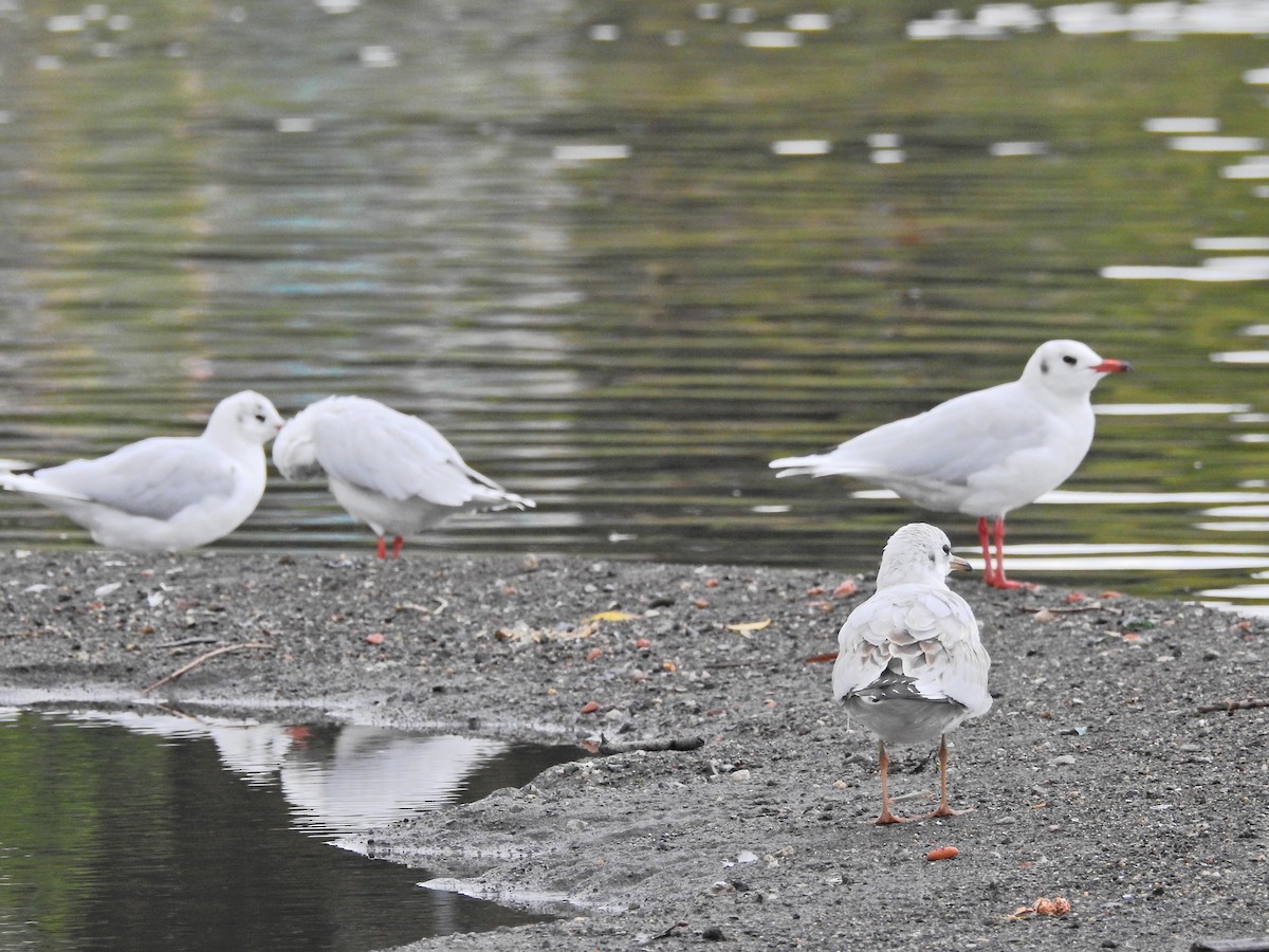 Brown-hooded Gull - ML617053103