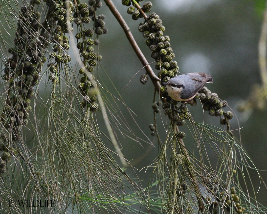 茶腹鳾 - ML617053111