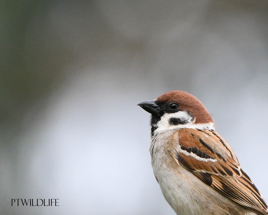 Eurasian Tree Sparrow - ML617053115