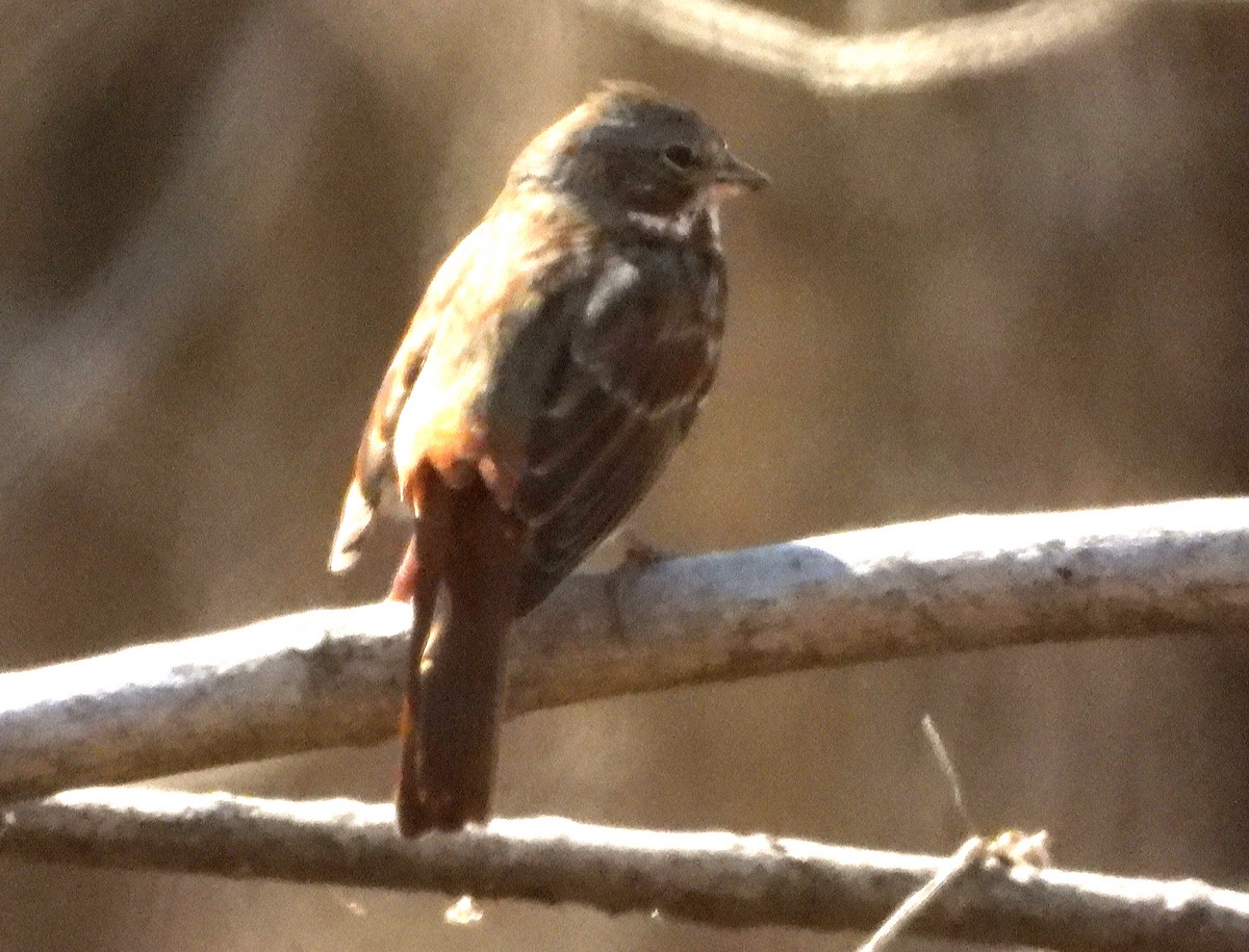 Fox Sparrow - ML617053140