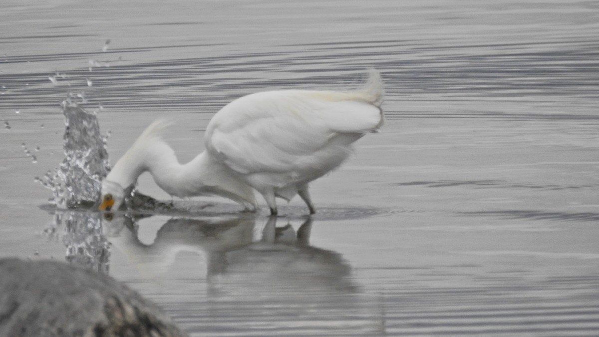 Snowy Egret - ML617053141