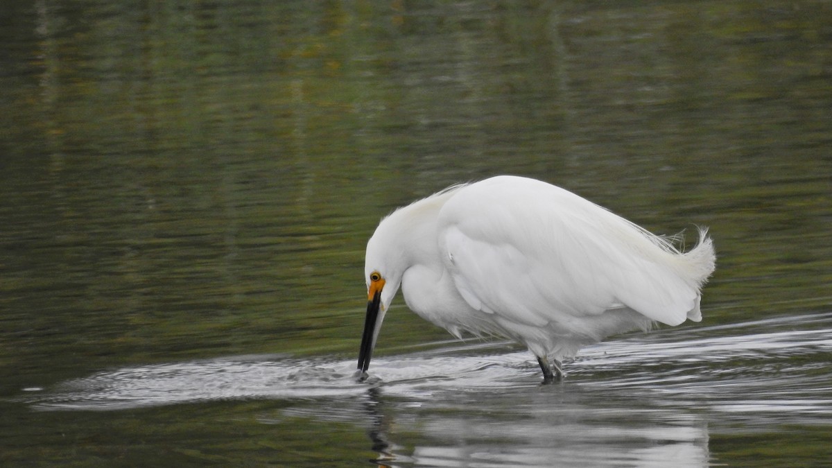 Snowy Egret - ML617053142